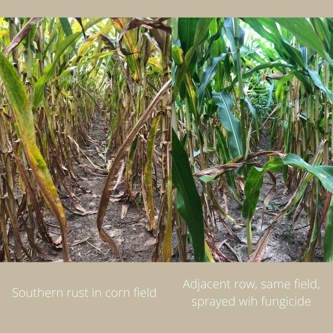 Corn Farmers Brace for Potential Return of Devastating Southern Rust Disease