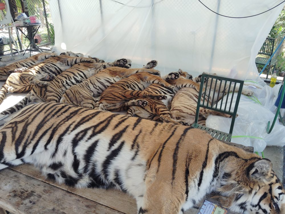 72 Tigers Die at Thai Tourist Parks from Canine Distemper, Not Bird Flu