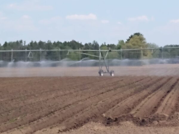 Michigan Farmers Fight State Over Water Access for Potato Crops