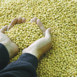 Delaware Farmers Expected to Plant More Soybeans This Spring