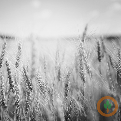 Midwest Wheat Farmers Using Advanced Techniques to Boost Crop Yields