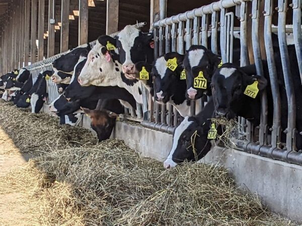 Delaware Dairy Farmers Have Days Left to Sign Up for Enhanced Federal Program
