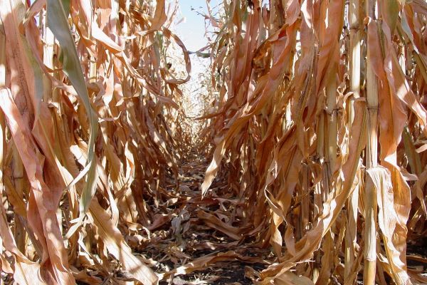 Seed Company Launches Nationwide Study to Help Corn Farmers Boost Yields