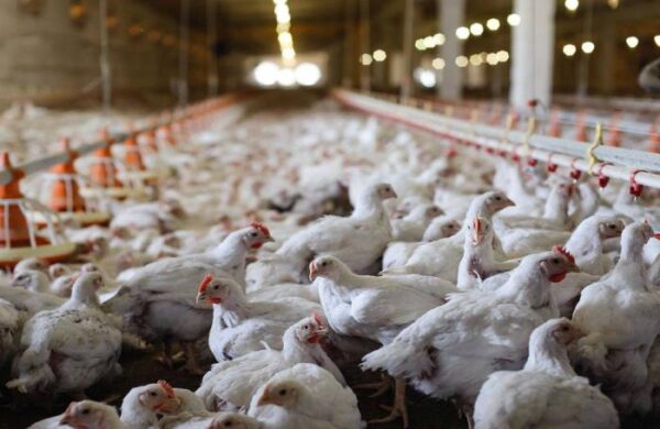 Chicken Egg Production Shows Mixed Results in Latest Federal Report