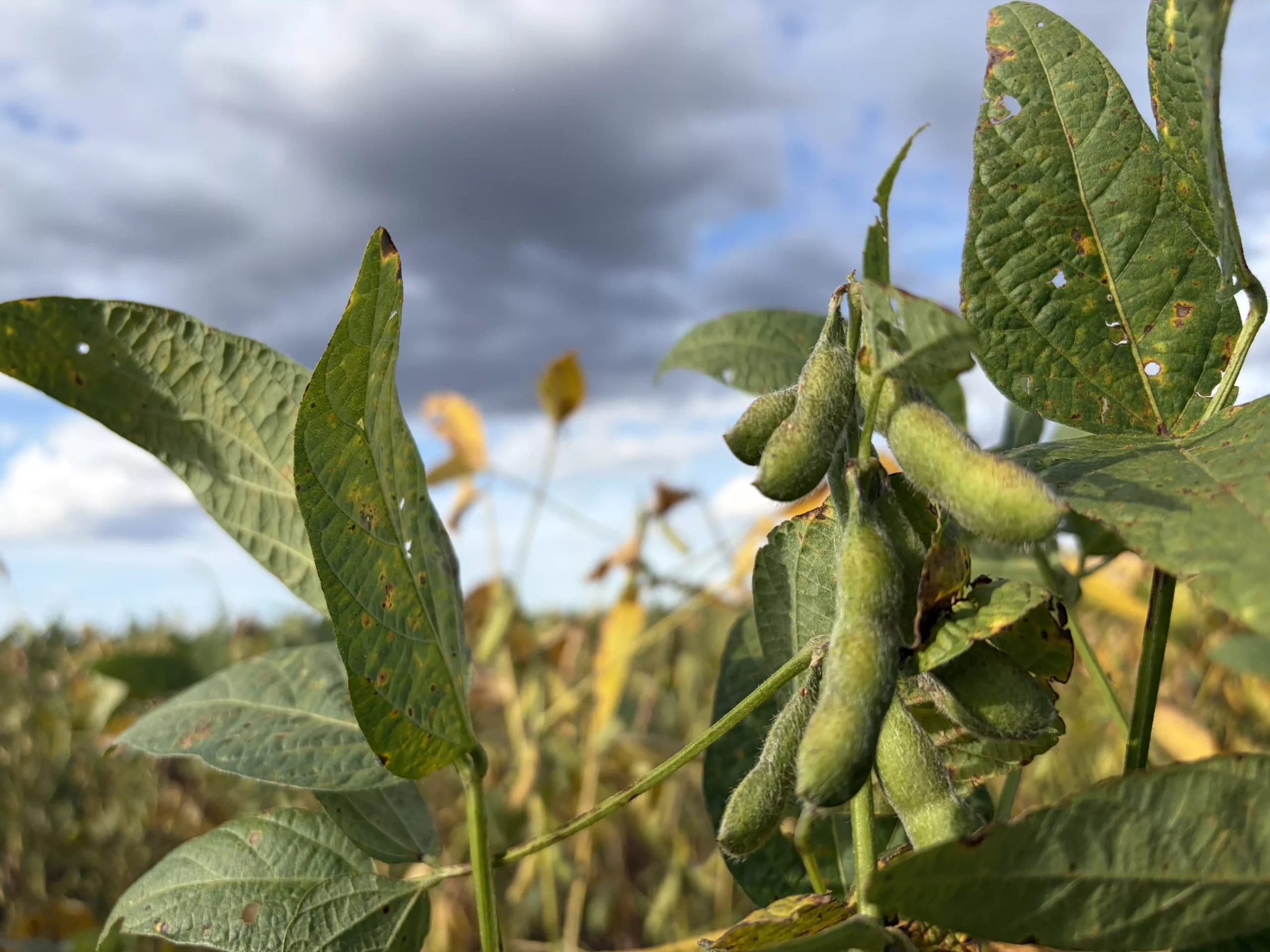 Brazilian Soy Farmers Fight Climate Change Image With Green Initiatives