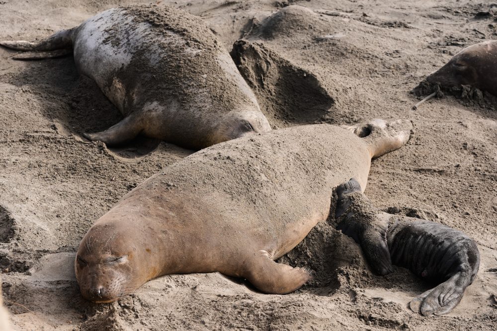 Avian Flu Hits California Elephant Seals, Tours Canceled at Popular Park