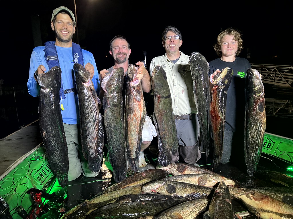 Bow and Arrow Fishing Leads Fight Against Invasive Snakehead in Chesapeake