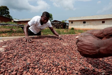 World’s Top Cocoa Producer Slashes Farmer Payments to Combat Market Crisis