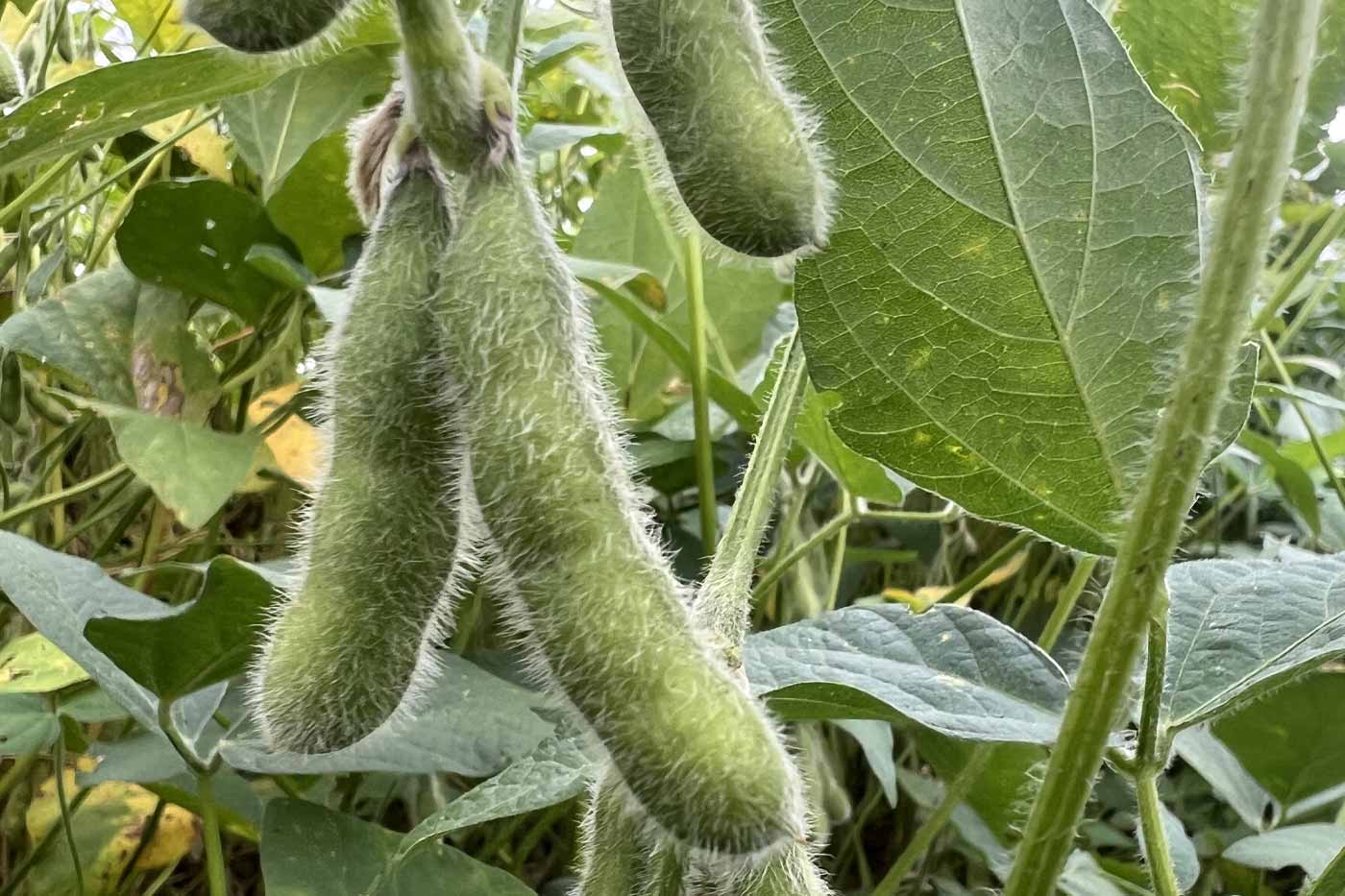 Federal Program Offers $11 Billion in Financial Aid for Delaware Row Crop Growers