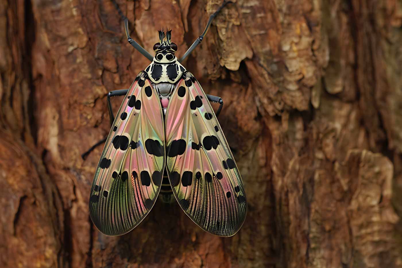 Non-Native Pests Costing Virginia Over $1 Billion in Agricultural, Environmental Damage