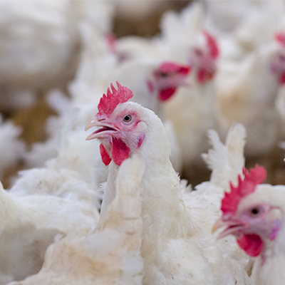 Bird Flu Strikes Iowa Backyard Flocks, Agricultural Officials Report