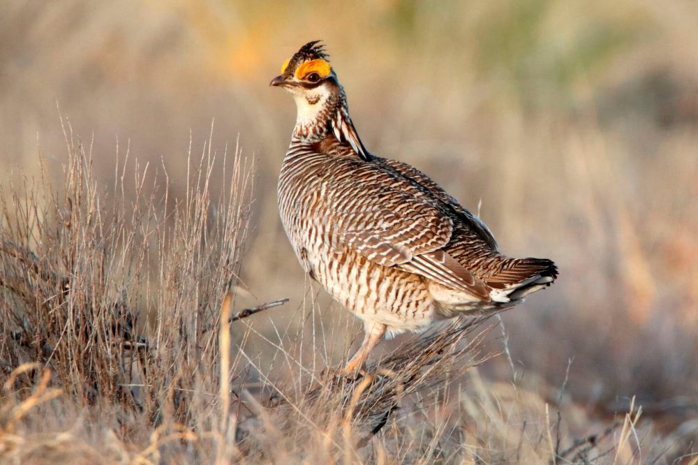 Federal Protections Stripped from Lesser Prairie Chicken After Industry Challenge