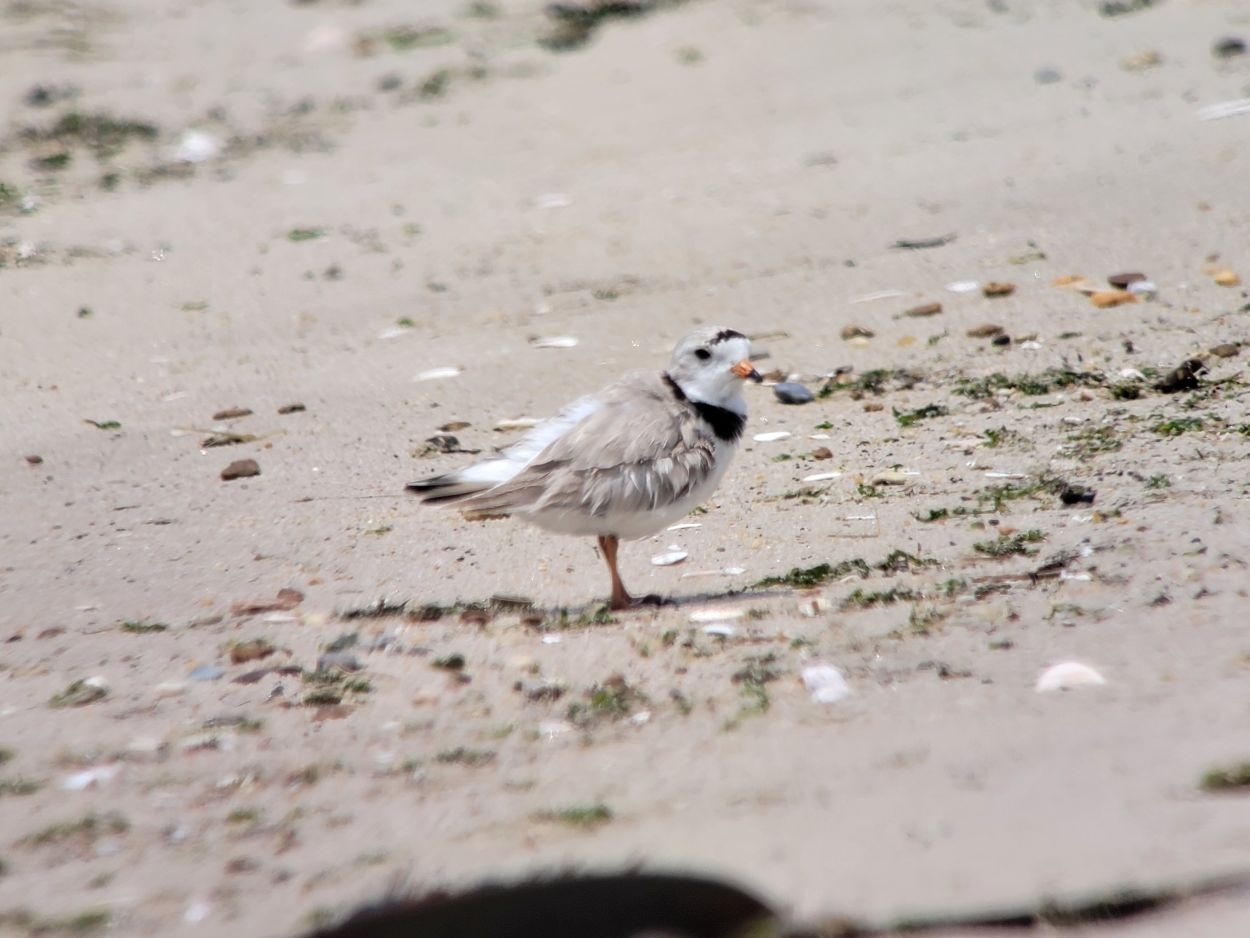 Cape Henlopen’s Point Area Shutting Down March 1 for Bird Protection