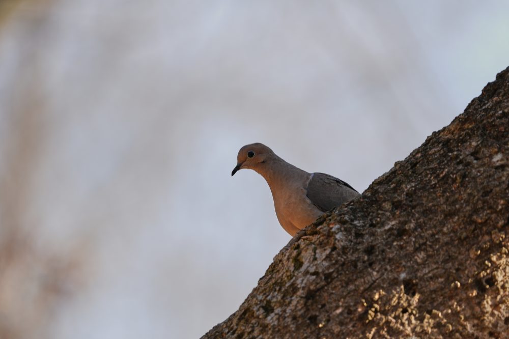 Bird Numbers Plummeting Across North America at Accelerating Rate