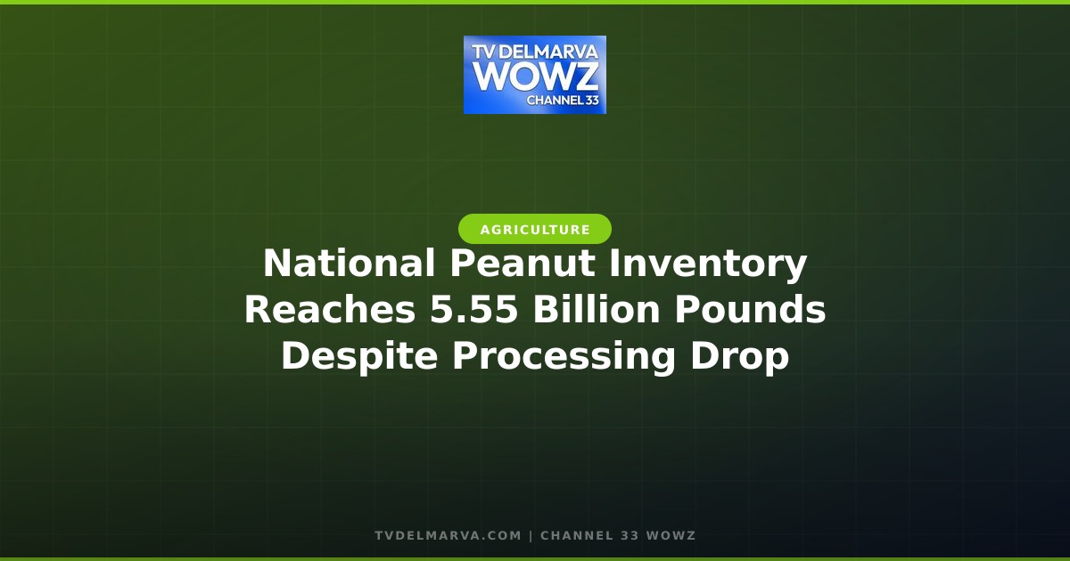 National Peanut Inventory Reaches 5.55 Billion Pounds Despite Processing Drop
