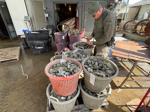 Maryland’s 100-Year Shellfish Safety Program Protects Chesapeake Bay Seafood