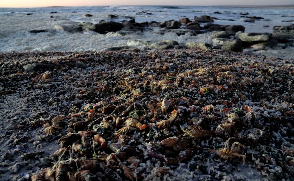 Toxic Algae Bloom Kills Thousands of Crayfish on South African Coast