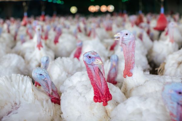 Bird Flu Outbreaks Strike Indiana Poultry Farms, Raising Concerns