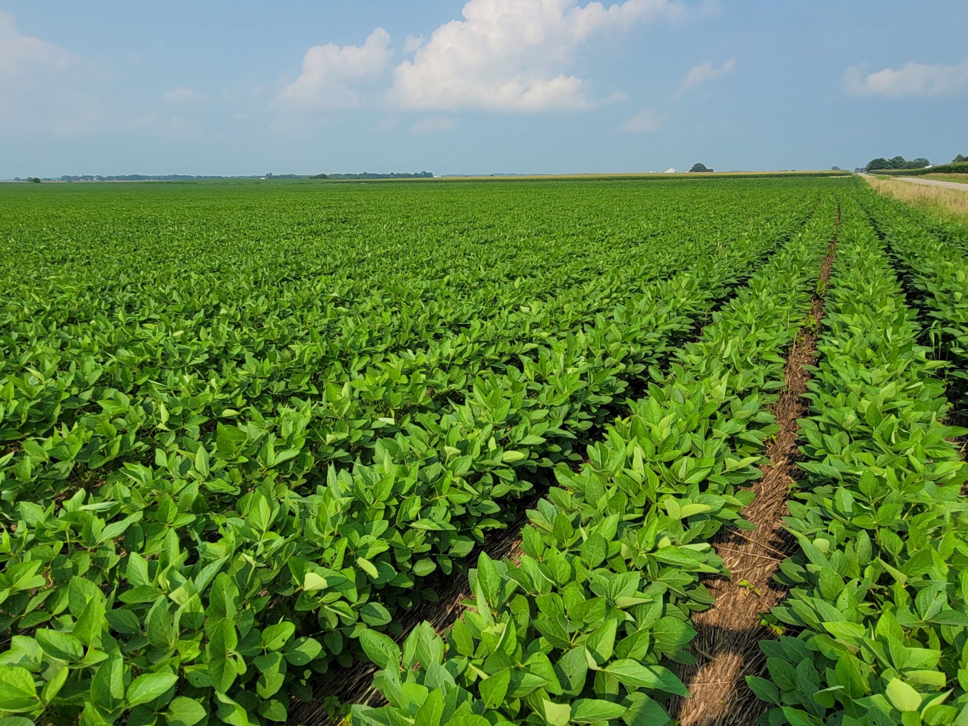 Soybean Industry Turns to Biofuels to Drive Market Growth