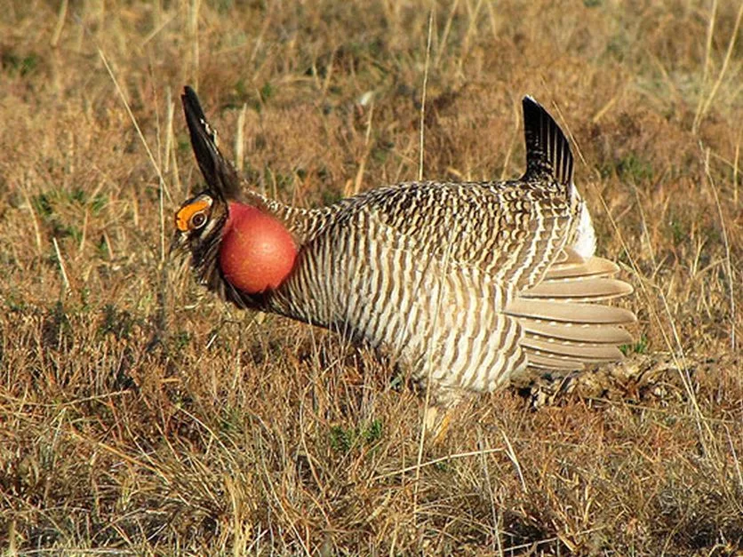 Federal Officials Remove Lesser Prairie Chicken from Endangered List