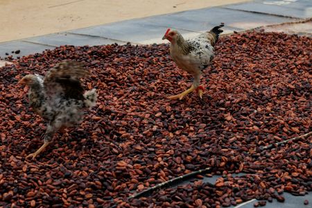 West African Cocoa Crisis Threatens Global Chocolate Supply Chain