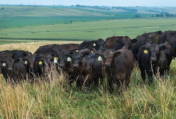 Iowa Agriculture Leader Pushes for Conservation Program Modernization