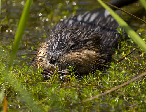 Winter Weather Forces Extension of Maryland Muskrat Trapping Season