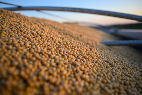 Soybean Prices Stay Strong on Potential China Purchase Deal