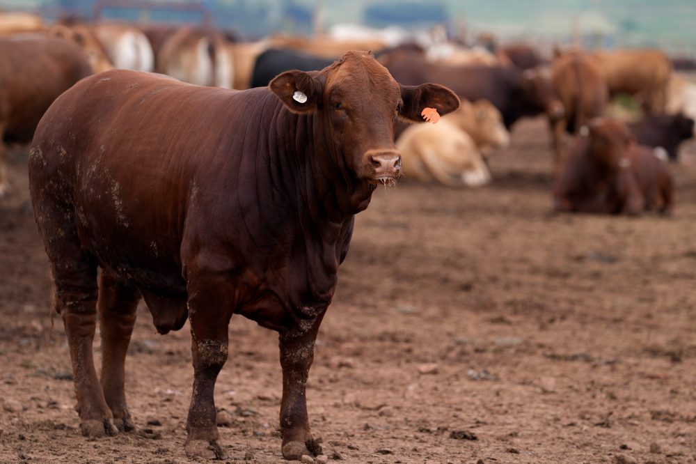 South Africa Launches Massive Cattle Vaccination Drive to Combat Disease Outbreak