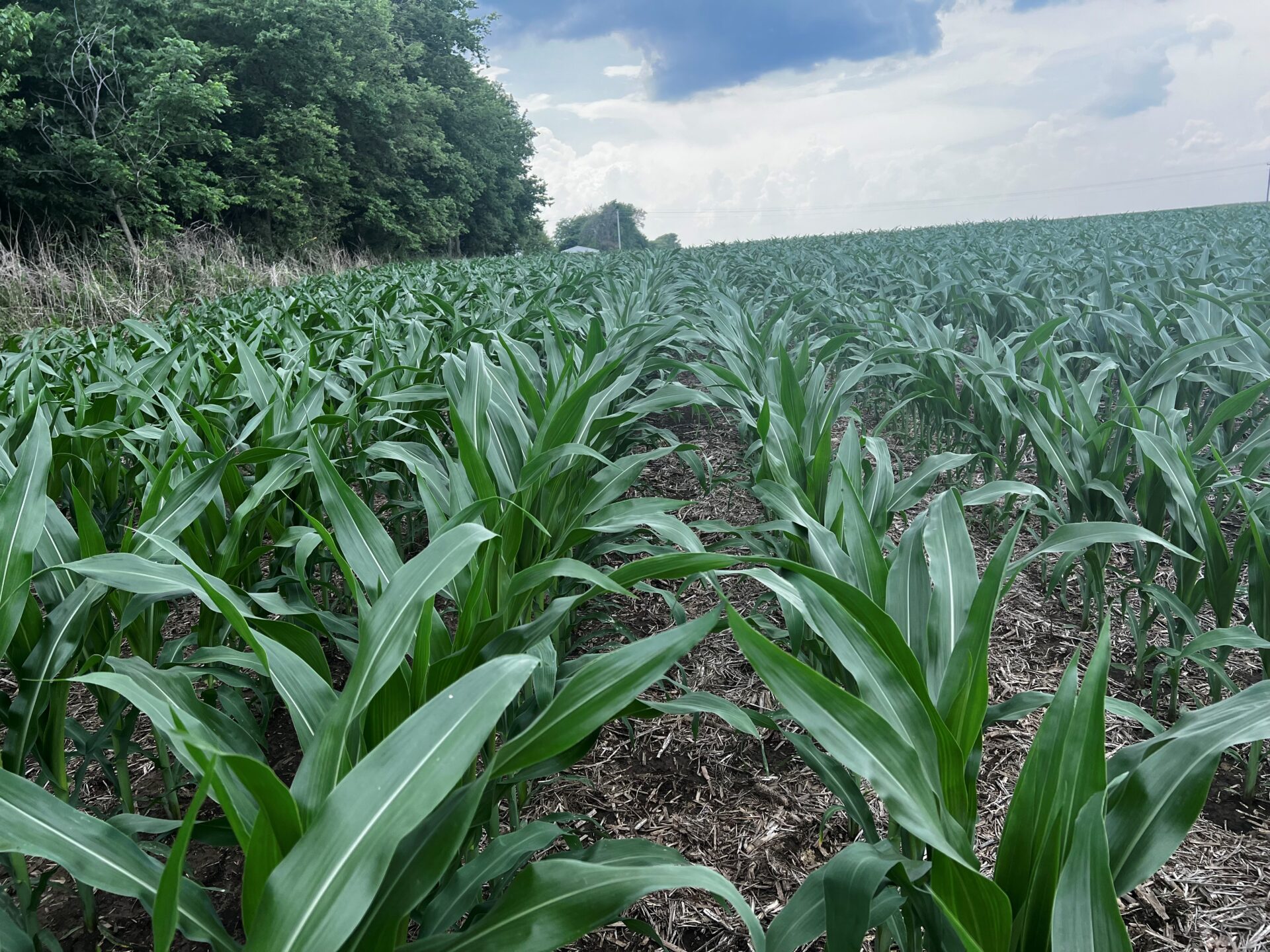 Corn Farmers Urged to Maximize Yields Despite Tight Profit Margins