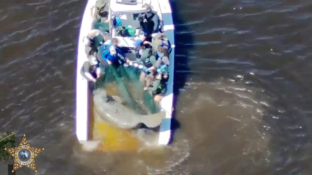 Florida Wildlife Teams Save Hurt Manatee Mother and Baby From River