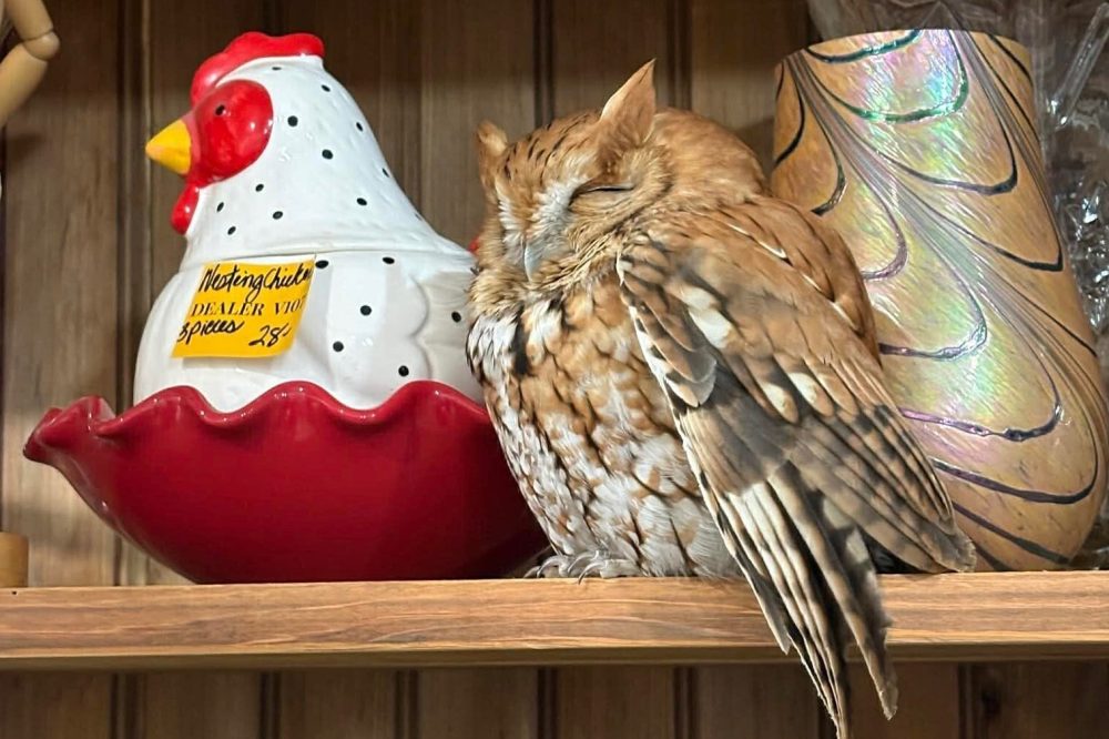Antique Store Shoppers Discover Sleeping Owl Napping on Store Shelf