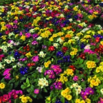 Local Greenhouse Business Blooms from 12-Year-Old’s Floor Sweeping Job