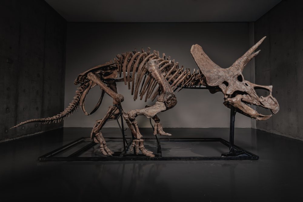 Museum Dinosaur ‘Trey’ Up for Auction as Fossil Market Hits Record Highs