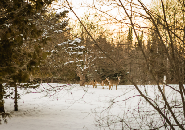 Michigan Farm Bureau: Deer Population Control Efforts Need More Focus
