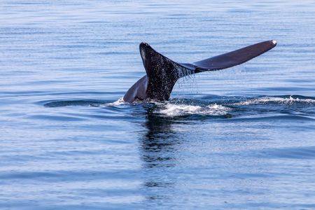 Federal Agency Reviews Whale Protection Rules That Could Affect Shipping