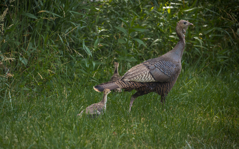 Virginia Wildlife Officials Debunk Common Turkey Hunting Myths