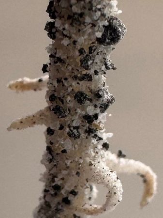 Texas Researchers Successfully Grow Chickpeas in Simulated Moon Soil
