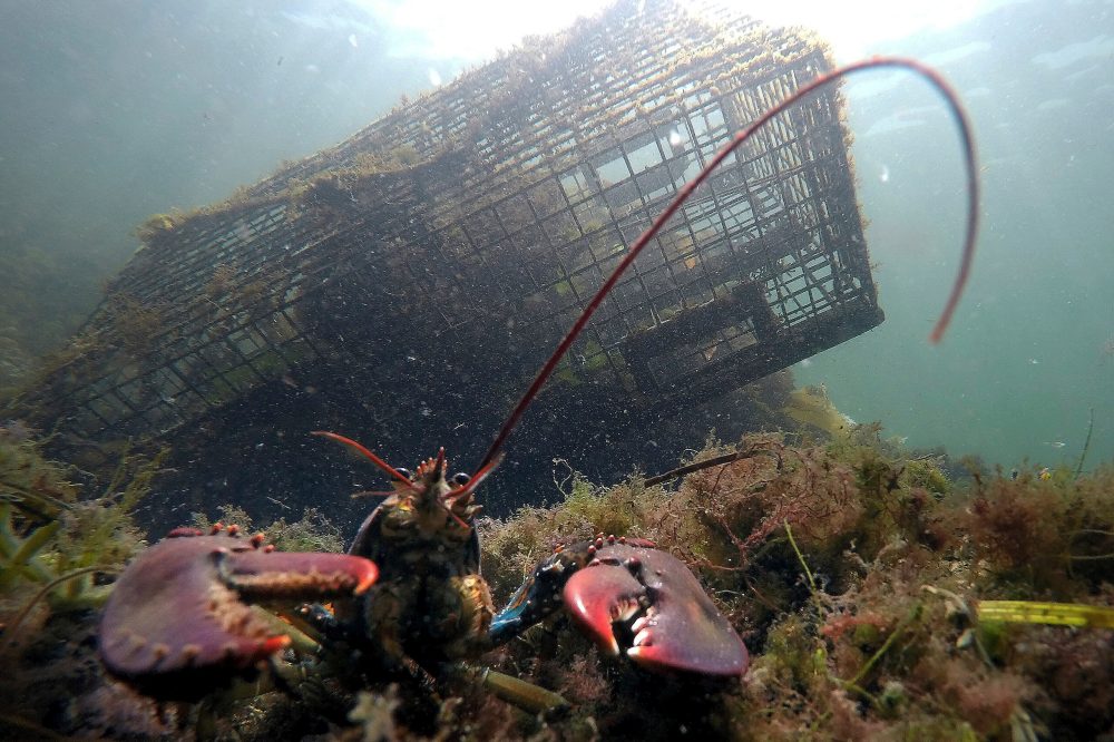 Maine Lobster Industry Struggles as Catch Drops to Lowest Level Since 2008
