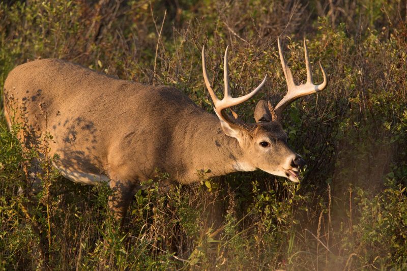 Delaware Unveils 2025-26 Hunting Season Results with New Data Tool