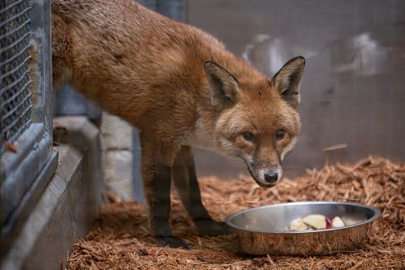 Fox Takes Unexpected Ocean Voyage from England to New York Zoo