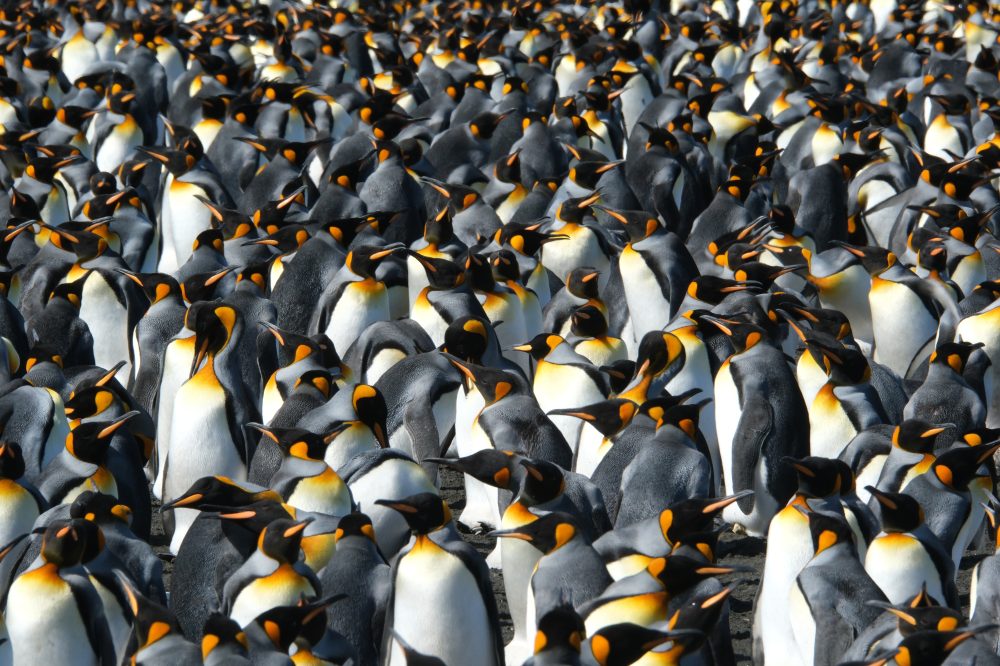 King Penguins Thriving Despite Climate Change, But Scientists Urge Caution