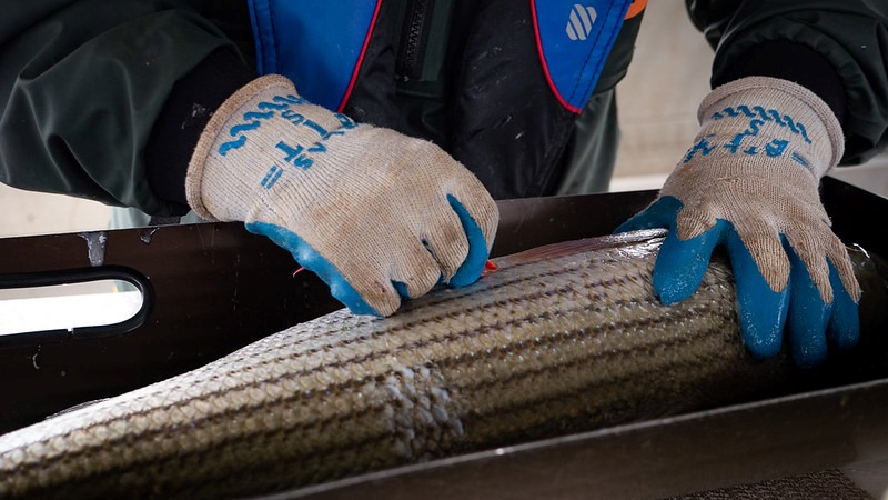 Maryland Revamps Striped Bass Season Rules for Chesapeake Bay Anglers