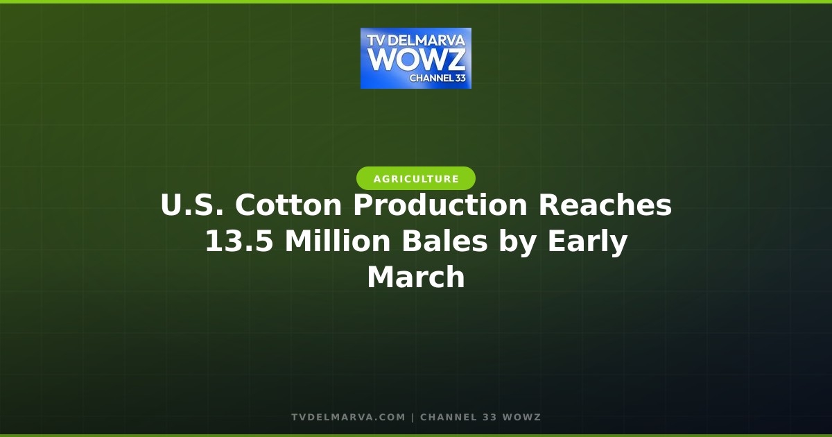 U.S. Cotton Production Reaches 13.5 Million Bales by Early March
