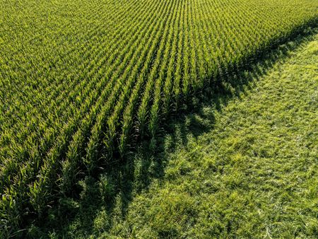 Conflict in Iran Drives Grain Prices Higher, Prompting Farm Sales Across Midwest