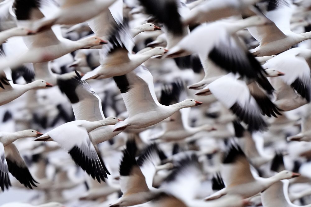 Thousands of Snow Geese Create Spectacular Display at Pennsylvania Wildlife Area