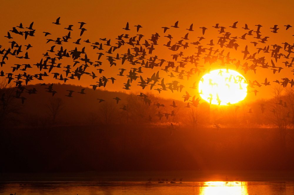 Spectacular Dawn Migration: Thousands of Snow Geese Take Flight in Pennsylvania