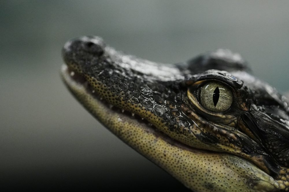 Louisiana Alligator Farms Help Save Species While Supplying Luxury Fashion