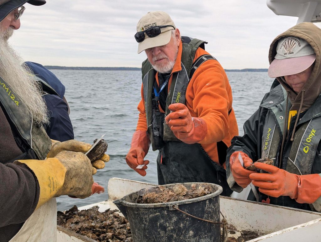 Maryland Reports Record-Breaking Oyster Population Growth in Chesapeake Bay