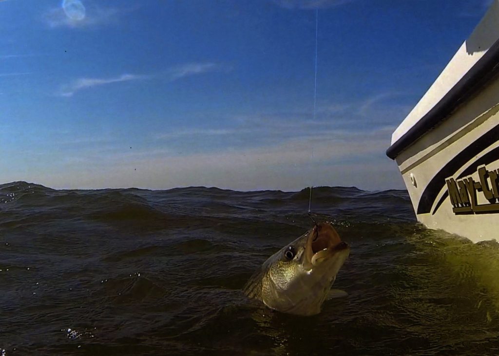 New Research Shows How Anglers Can Better Protect Striped Bass During Hot Weather